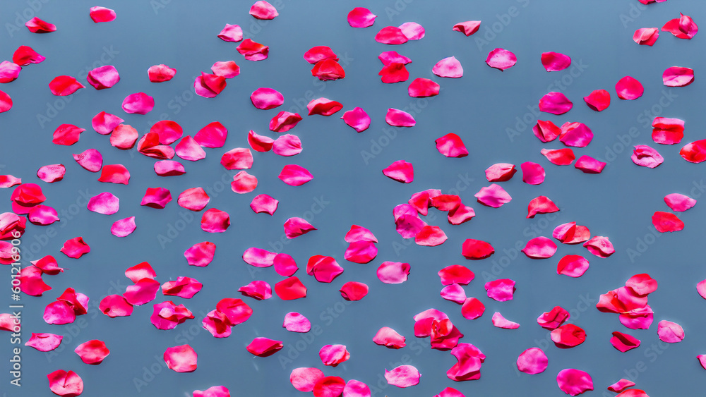 Pink and reddish rose petals floating on calm water background