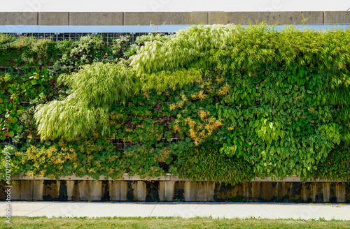 Exterior living wall in a cold climate on a vertical wall of a building. The tall structure is covered in climbing greenery, plants, ferns, and flora. The deep-root foliage is a lush green color.