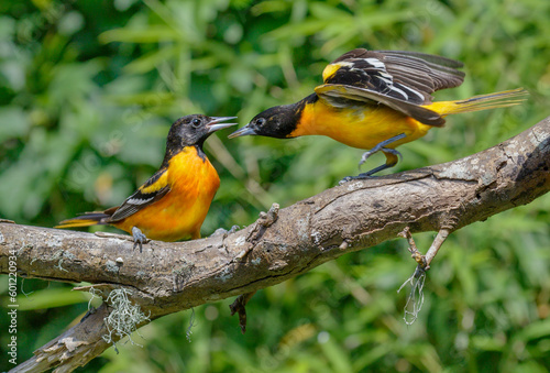 Εκτύπωση καμβά Baltimore oriole (Icterus galbula) males fighting during spring migration, Galveston, Texas, USA