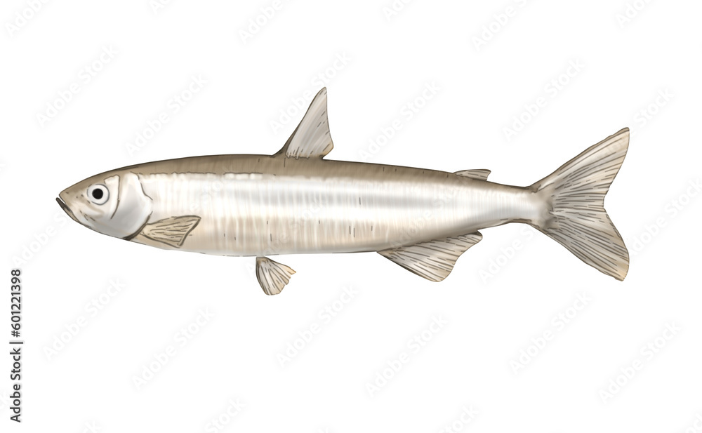 リアルなワカサギのイラスト