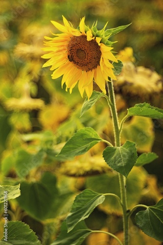 Sunflower field during summer. Valtice  South Moravia  Czech republic. 