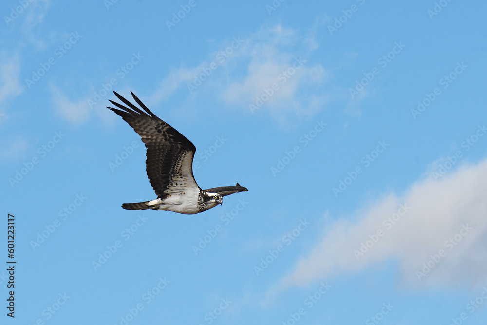 Osprey in flight with clouds in the background Osprey in flight with clouds in the background