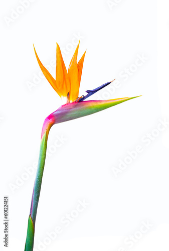long stem bird of paradise flower png