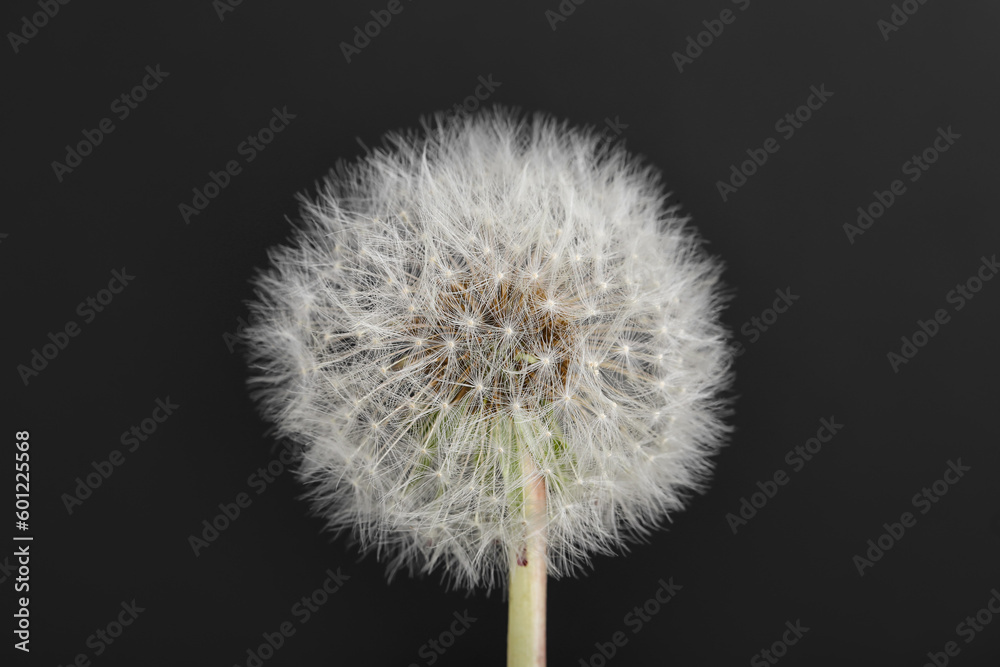 Fototapeta premium Dandelion flower on black background