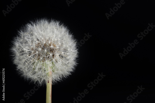 Dandelion flower on black background