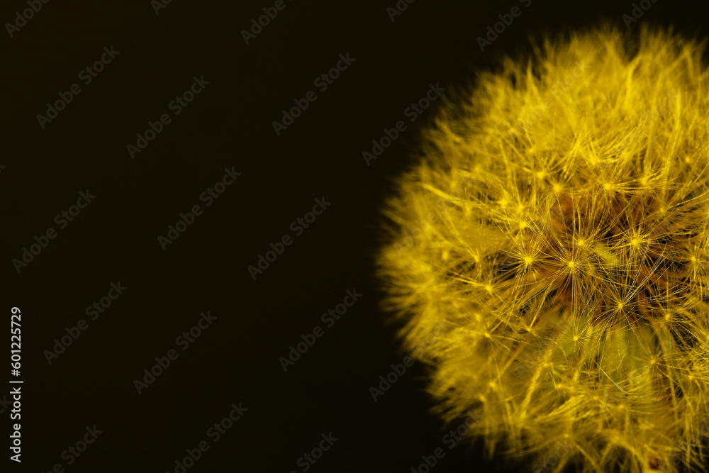 Dandelion flower on dark color background Dandelion flower on dark color background