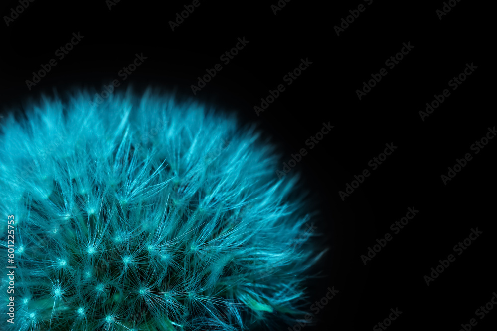 Fototapeta premium Dandelion flower on dark color background