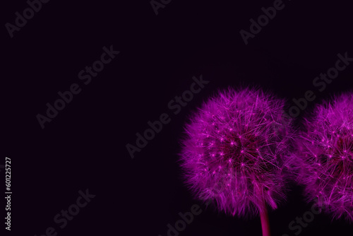 Dandelion flowers on dark color background