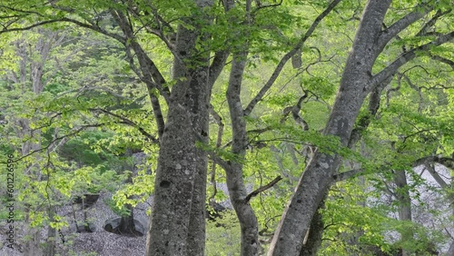 森の風景　ブナの新緑