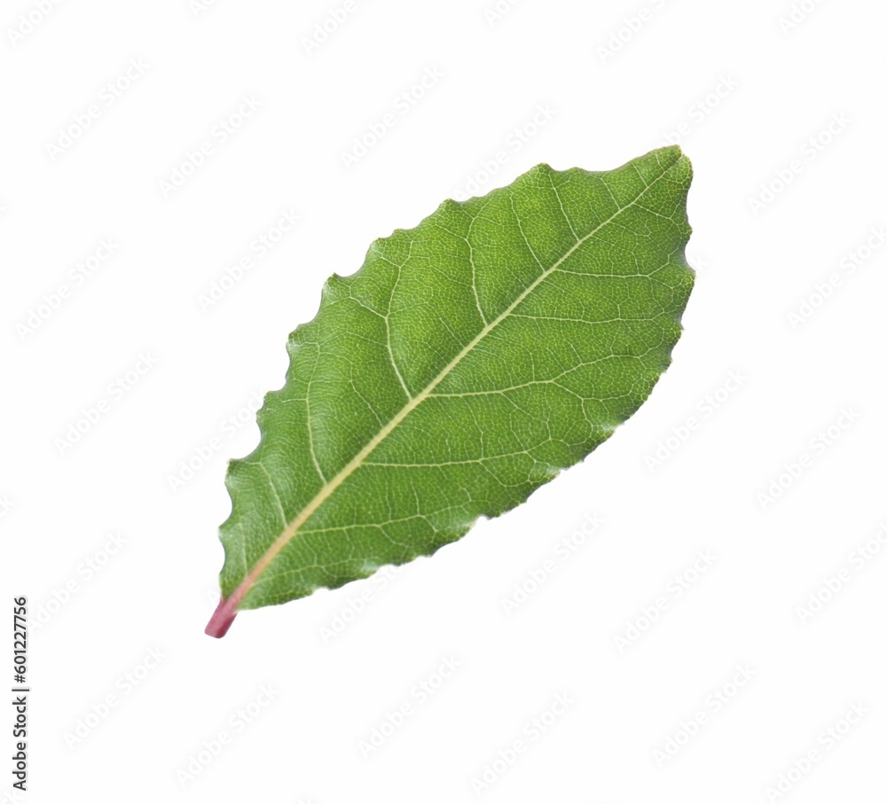 One fresh bay leaf isolated on white One fresh bay leaf isolated on white