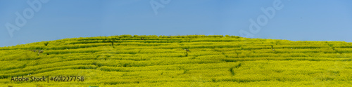 A panoramic view of the yellow rape flowers blooming on the farm. Yellow collar background image. canola flowers bloom.