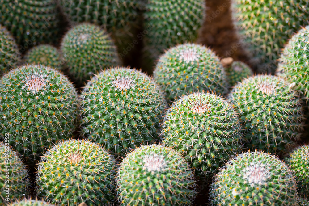 Mammillaria Cactus Several small bulbs are planted together in groups in a rocky garden. They are easy to care for as they require very little water to grow.