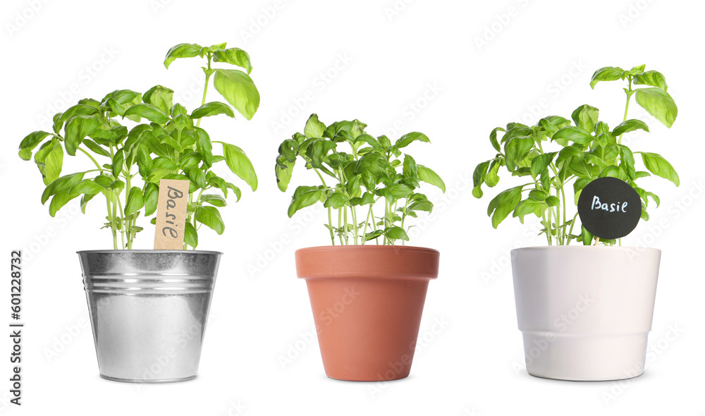 Basil plants growing in different pots isolated on white