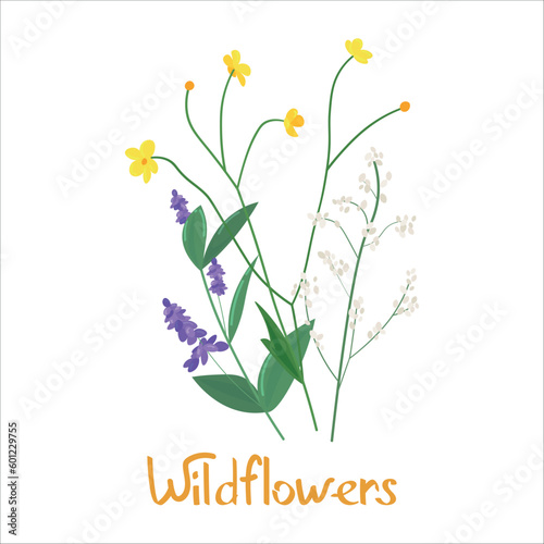 Aromatic wildflowers on white background