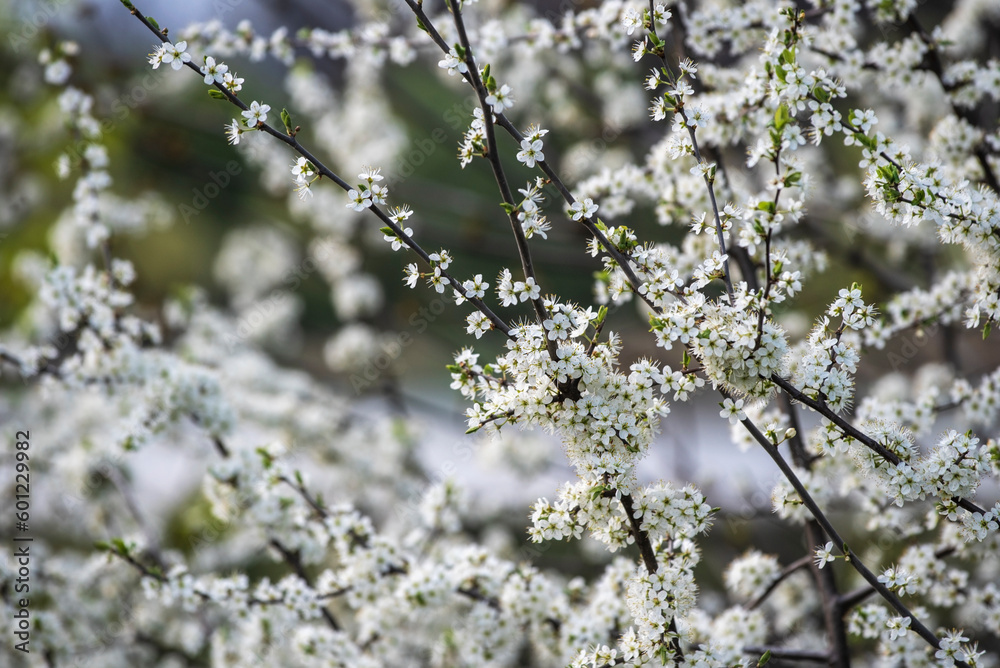 Blackthorn (or Prunus spinosa) blossoms in spring. Closeup of white flowers on a branch, selective focus Blackthorn (or Prunus spinosa) blossoms in spring. Closeup of white flowers on a branch, selective focus