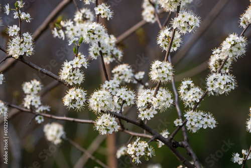 Beautiful Prunus spinosa blossoms in spring.  Close-up of white blackthorn flowers blooming in a garden. White flowers on branches, selective focus © Kateryna Puchka