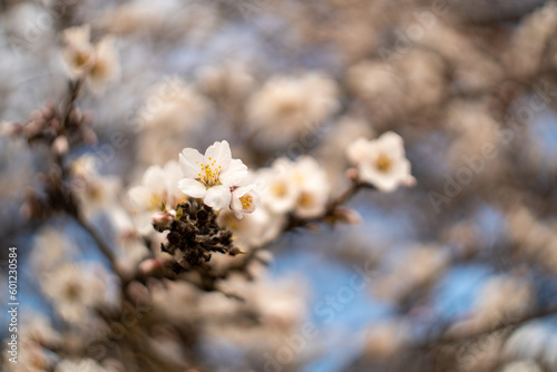 Almond flowers close up in an orchard near Fresno, California.