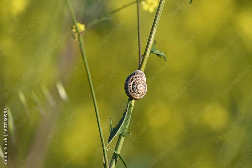 A Highly decorative Tree Snail on Mustard Plant A Highly decorative Tree Snail on Mustard Plant