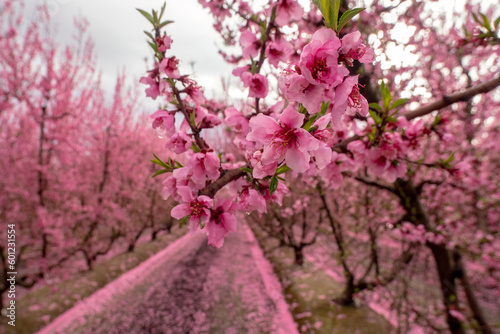 Close up of peach flowers in an orchard near Fresno, California.