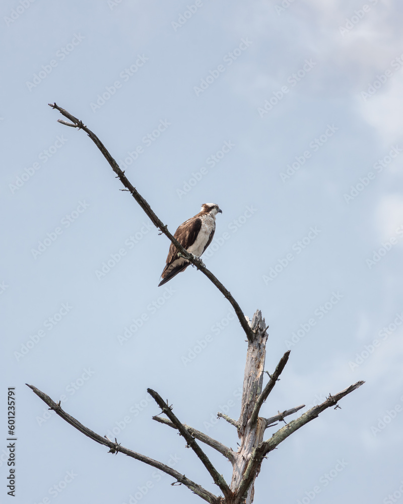 An osprey perched on a tree branch An osprey perched on a tree branch