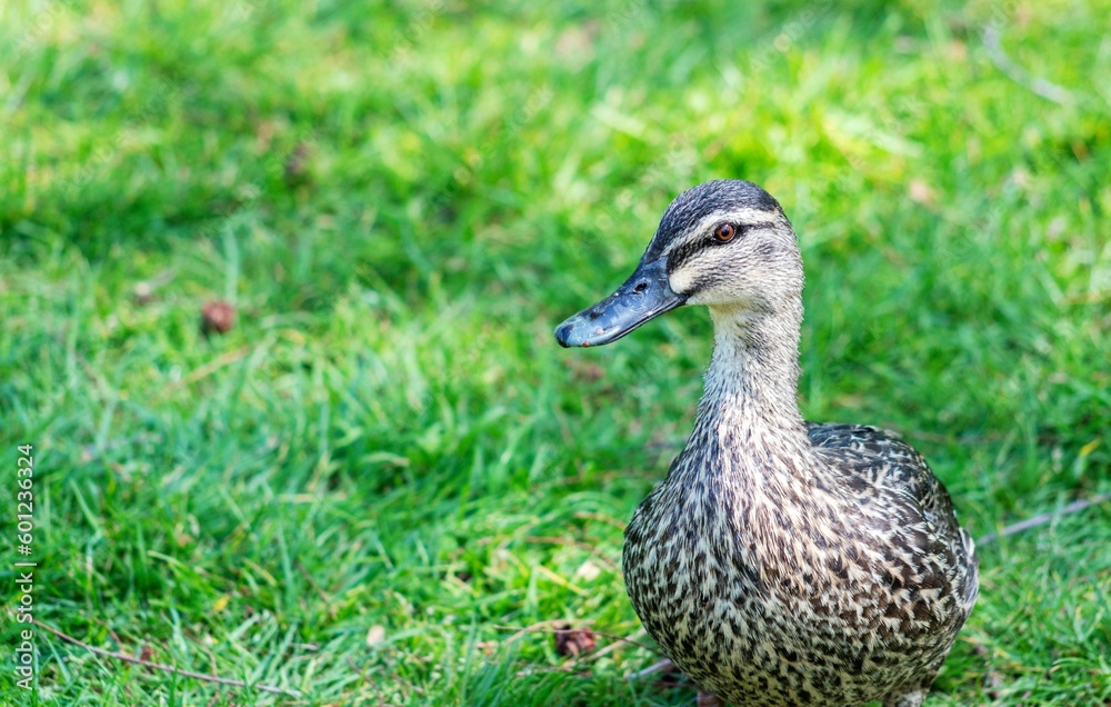 Female Mallard Duck with Copy Space Female Mallard Duck with Copy Space