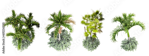 Palm tree in 3d rendering 