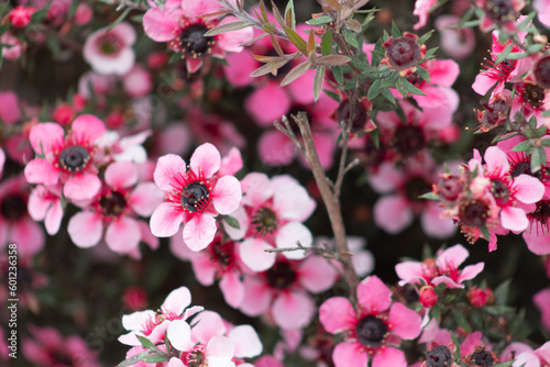 Manuka Flowers (Leptospermum scoparium)