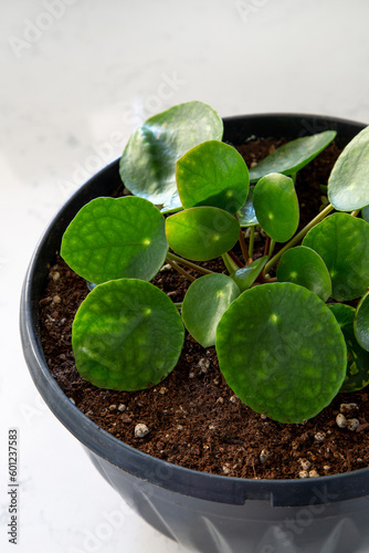 Houseplant Pilea peperomioides in a pot on a white background. Sunbeam. Chinese money plant. Indoor gardening, hobby concept