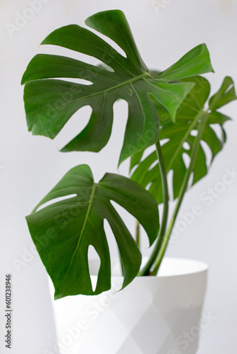 Potted monstera isolated on white background, capturing trophic leaves or houseplants.