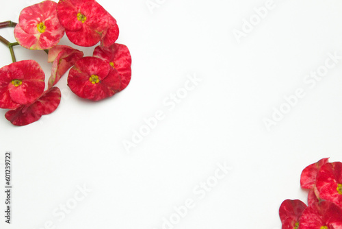 Minimalistic background with a flower. Red Crown of Thorns flower (Euphorbia milii) on white