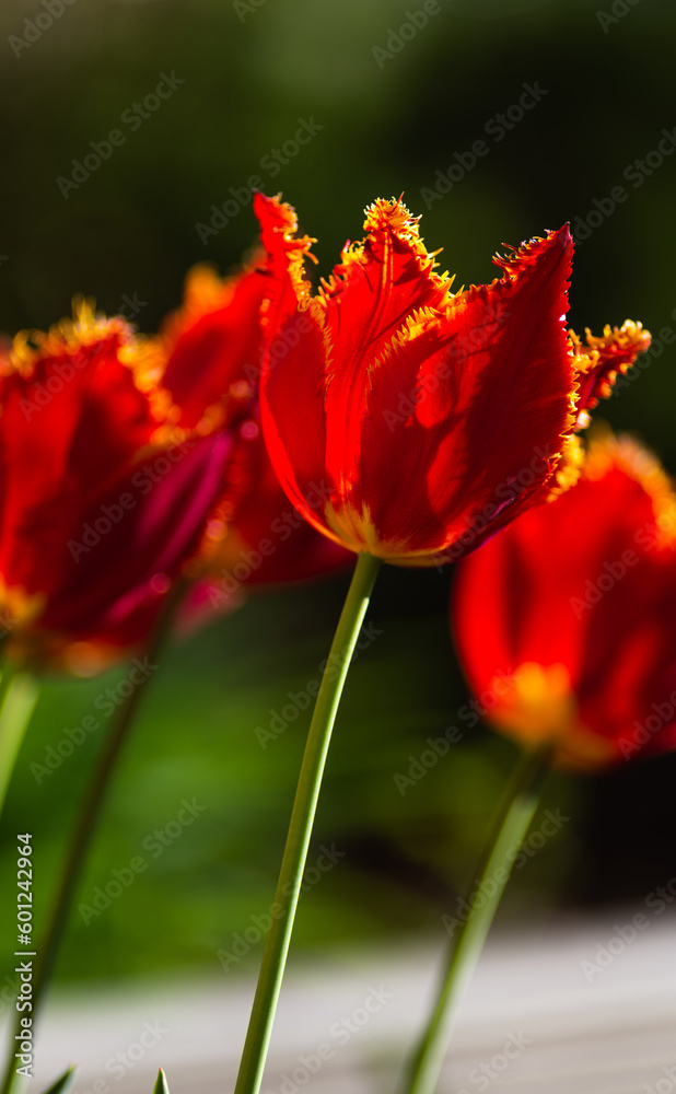 red tulip on green red tulip on green