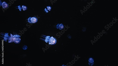 Bautiful blue glowing jellyfish in dark water photo