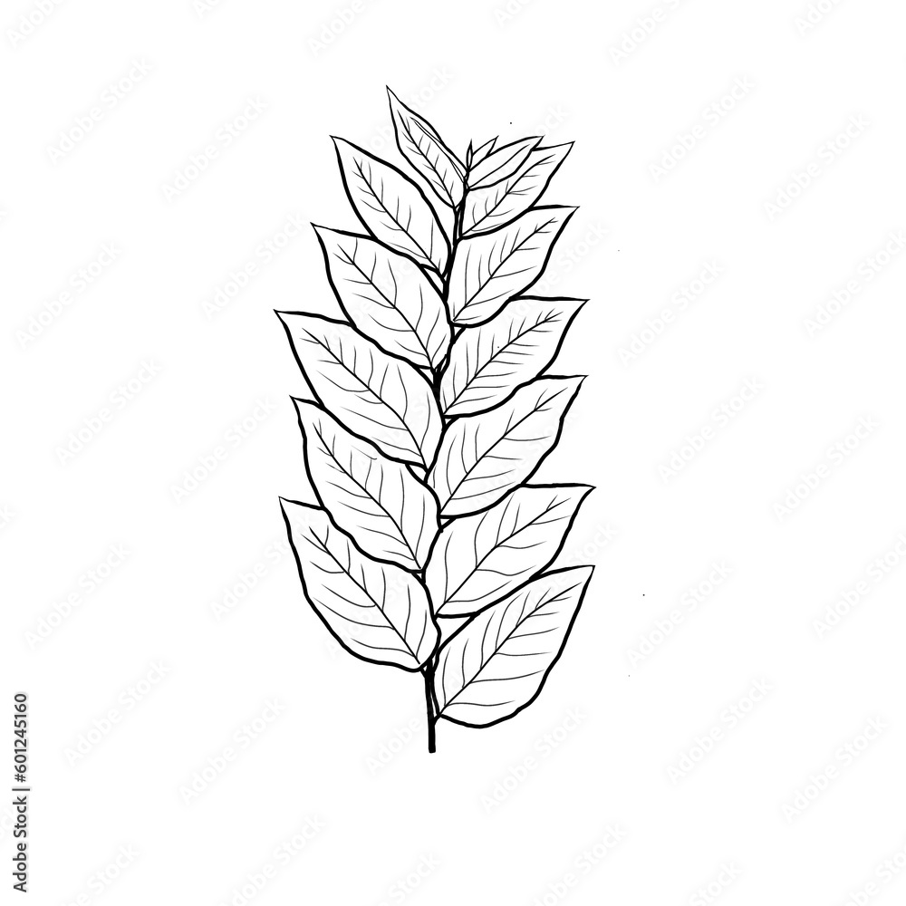 Delicate Leaf Branches in Hand-Drawn Line Art on Transparent PNG Background Delicate Leaf Branches in Hand-Drawn Line Art on Transparent PNG Background