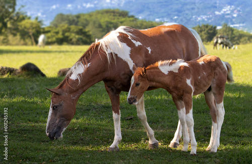 Pinto horses, mare and foal on a summer morning in Costa Rica. Horse attentively cares for her foal in the presence of my camera.  © Didier
