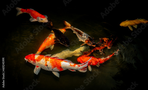 Japan koi fish or Fancy Car...