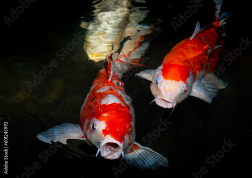 Japan koi fish or Fancy Car...