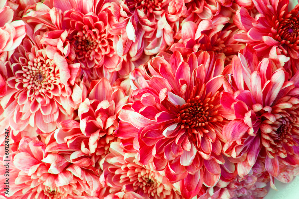 Beautiful red chrysanthemum flowers background