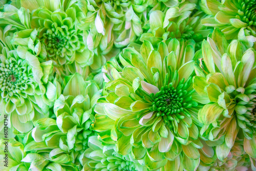 Beautiful green chrysanthemum flowers background