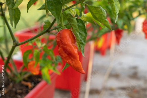 Naga Morich Extremely Hot Pepper 