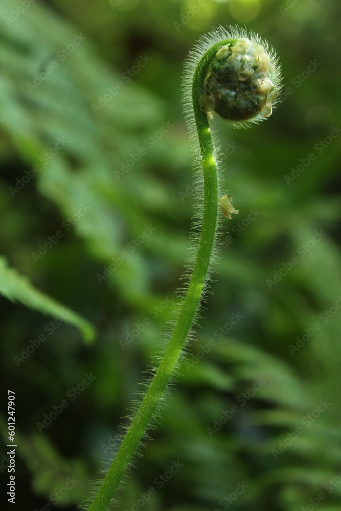 Hairy fern new leaf with spiral form Hairy fern new leaf with spiral form
