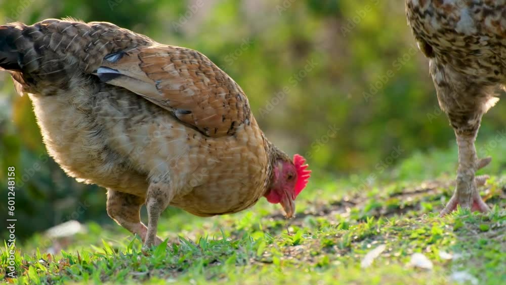 custom made wallpaper toronto digitalTwo brown and white spotted chickens cockerels walking through and grazing on an area of grass.
