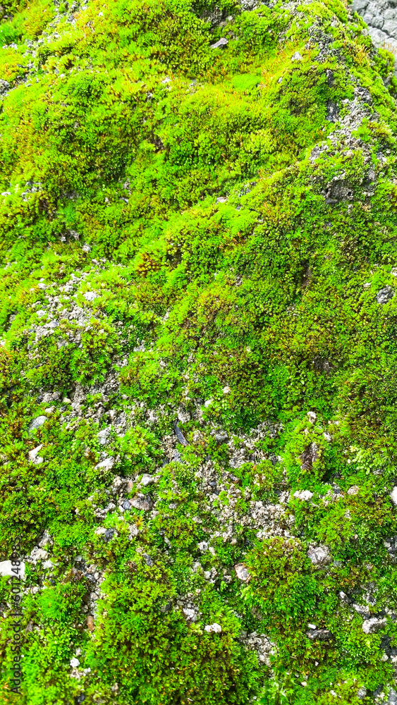 green moss growing on a rock mound