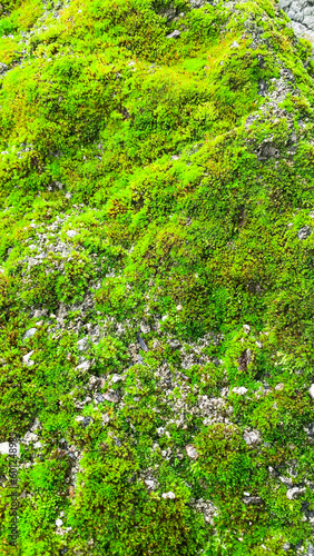 green moss growing on a rock mound