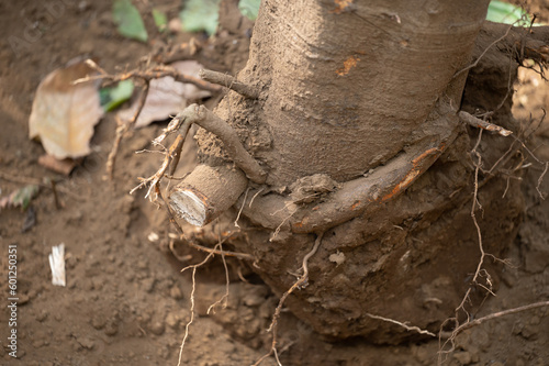 Removing tree trunk from ground