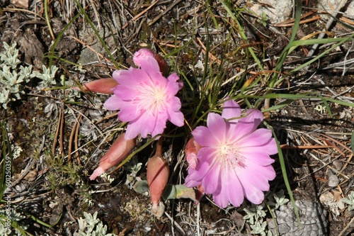 Bitterroot (Lewisia rediviva) pink wildflowers in Beartooth Mountains, Montana photo