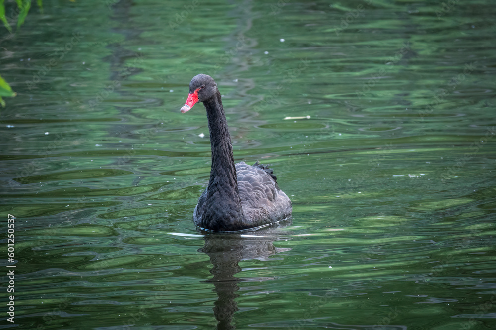 Obraz premium A graceful black swan with a red beak is swimming on a lake with dark green water. Cygnus atratus