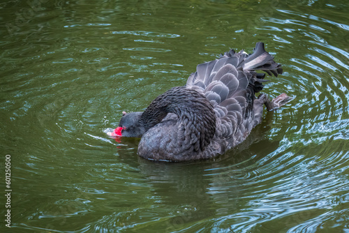 A graceful black swan with a red beak is swimming on a lake with dark green water. Cygnus atratus
