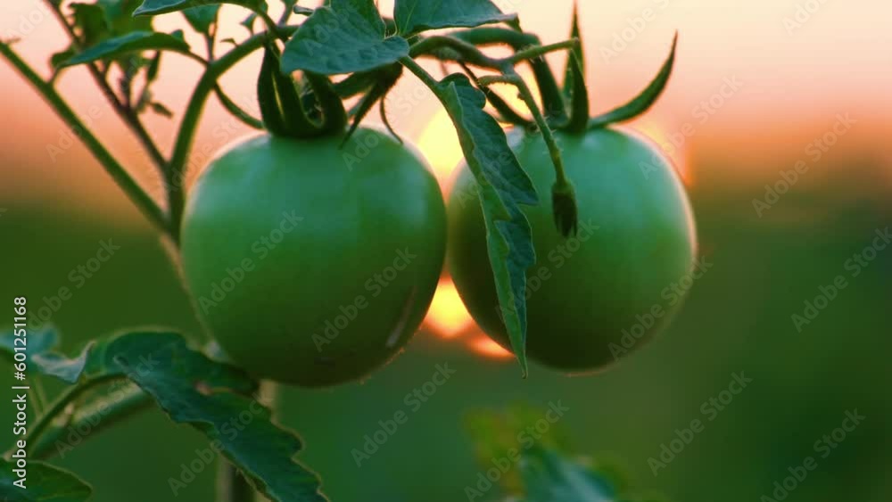 Two green tomatoes hanging on a tomato plant infront of the sunset. Two green tomatoes hanging on a tomato plant infront of the sunset.