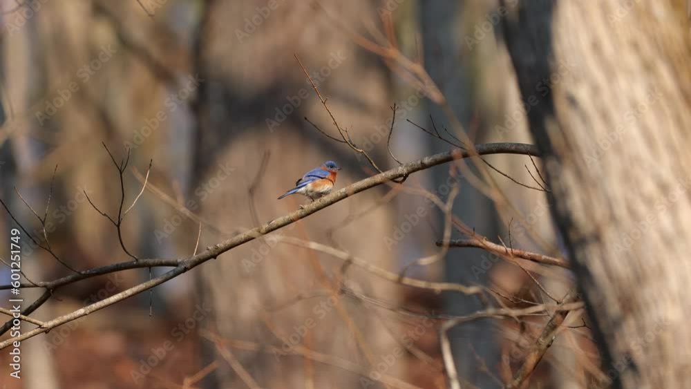 An environmental view of a male Eastern Bluebird (Sialia sialis) perches on a branch of a tree. Locked wide shot
An environmental view of a male Eastern Bluebird (Sialia sialis) perches on a branch of a tree. Locked wide shot