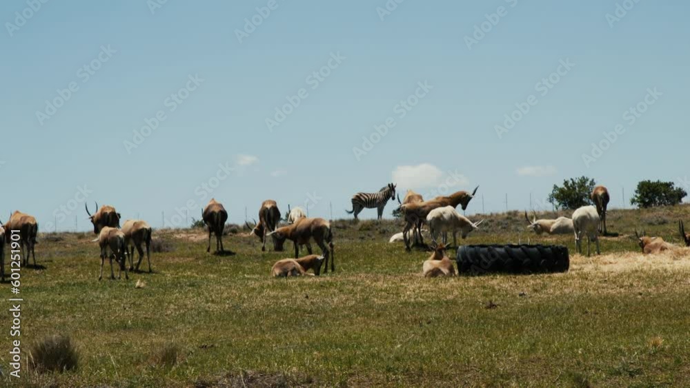 custom made wallpaper toronto digitalZebra and antelope in a nature reserve